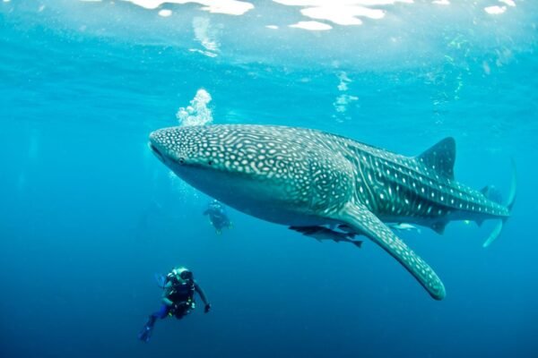 Whale Shark Swimming in the Maldives: A Dream Dive Experience